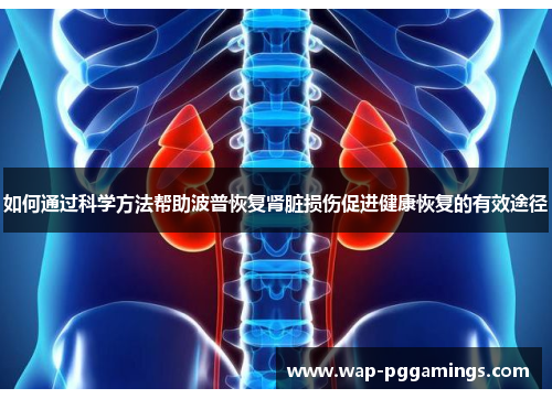 如何通过科学方法帮助波普恢复肾脏损伤促进健康恢复的有效途径 如何通过科学方法帮助波普恢复肾脏损伤促进健康恢复的有效途径